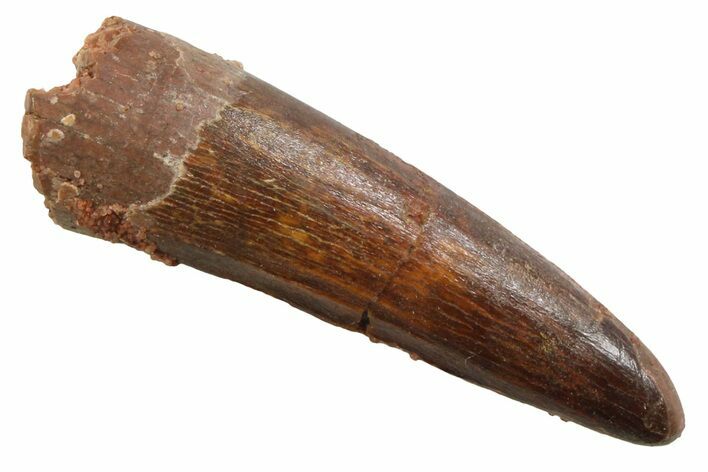 Juvenile Fossil Spinosaurus Tooth - Real Dinosaur Tooth #354818